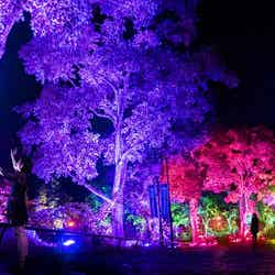 呼応する木々※写真:呼応する木々,長崎/画像提供:チームラボ