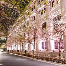 期間中、街全体が桜色に染まる/画像提供:日本橋桜フェスティバル実行委員会