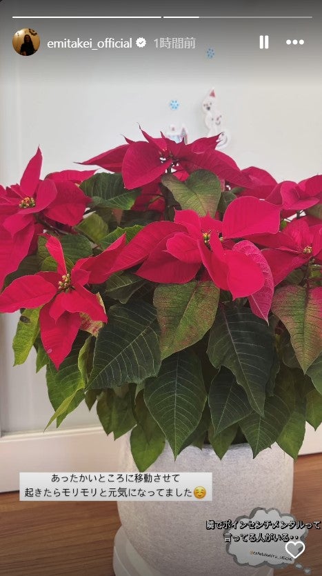 武井咲Instagramストーリーズより