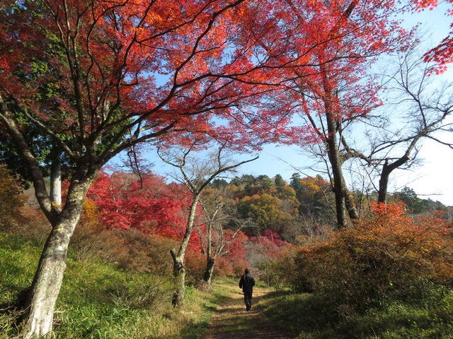 鳥見山公園