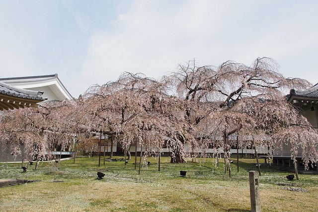 「醍醐寺」三宝院の庭園にある桜／Photo by othree