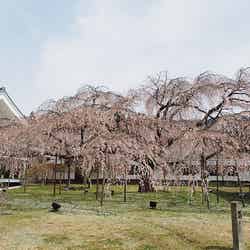 「醍醐寺」三宝院の庭園にある桜／Photo by othree