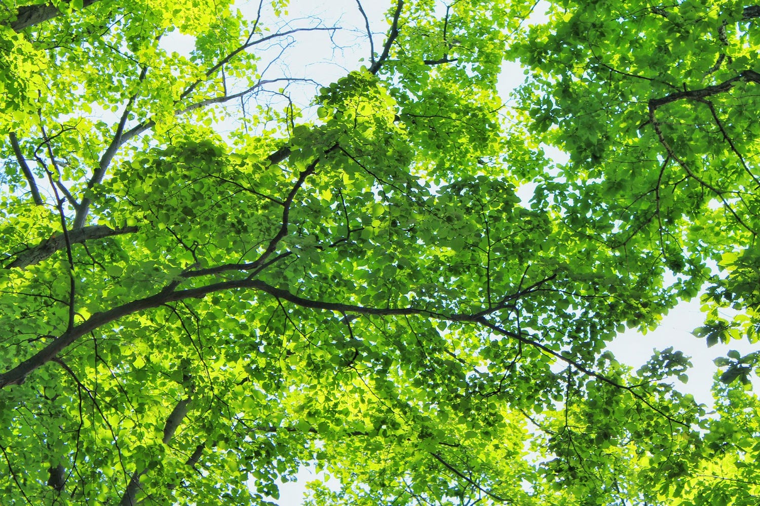 上野動物園、営業再開を発表 当面は完全予約制に