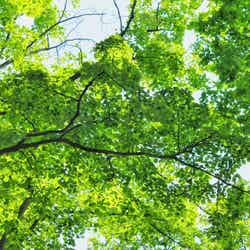 ※写真はイメージ/photo by GIRLY DROP