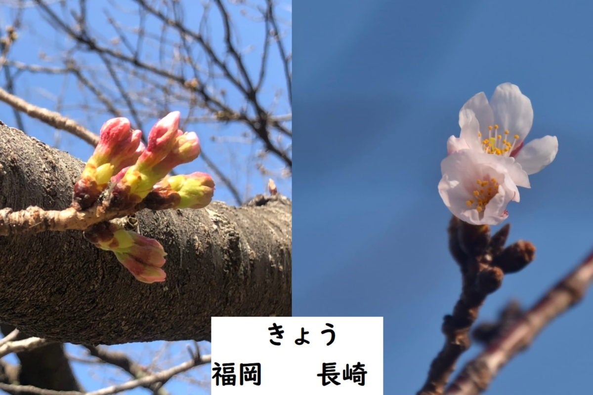 いよいよ桜前線スタート 開花発表 広島が全国トップになるのは観測史上初 モデルプレス
