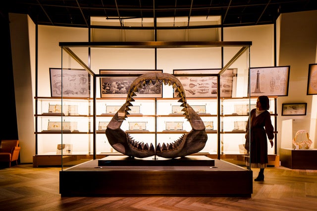 サメVR水槽のあるスペース[シャークダディズルーム] （提供画像）