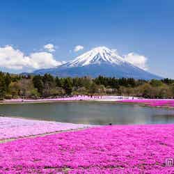 ピンク一色に染まる富士山麓