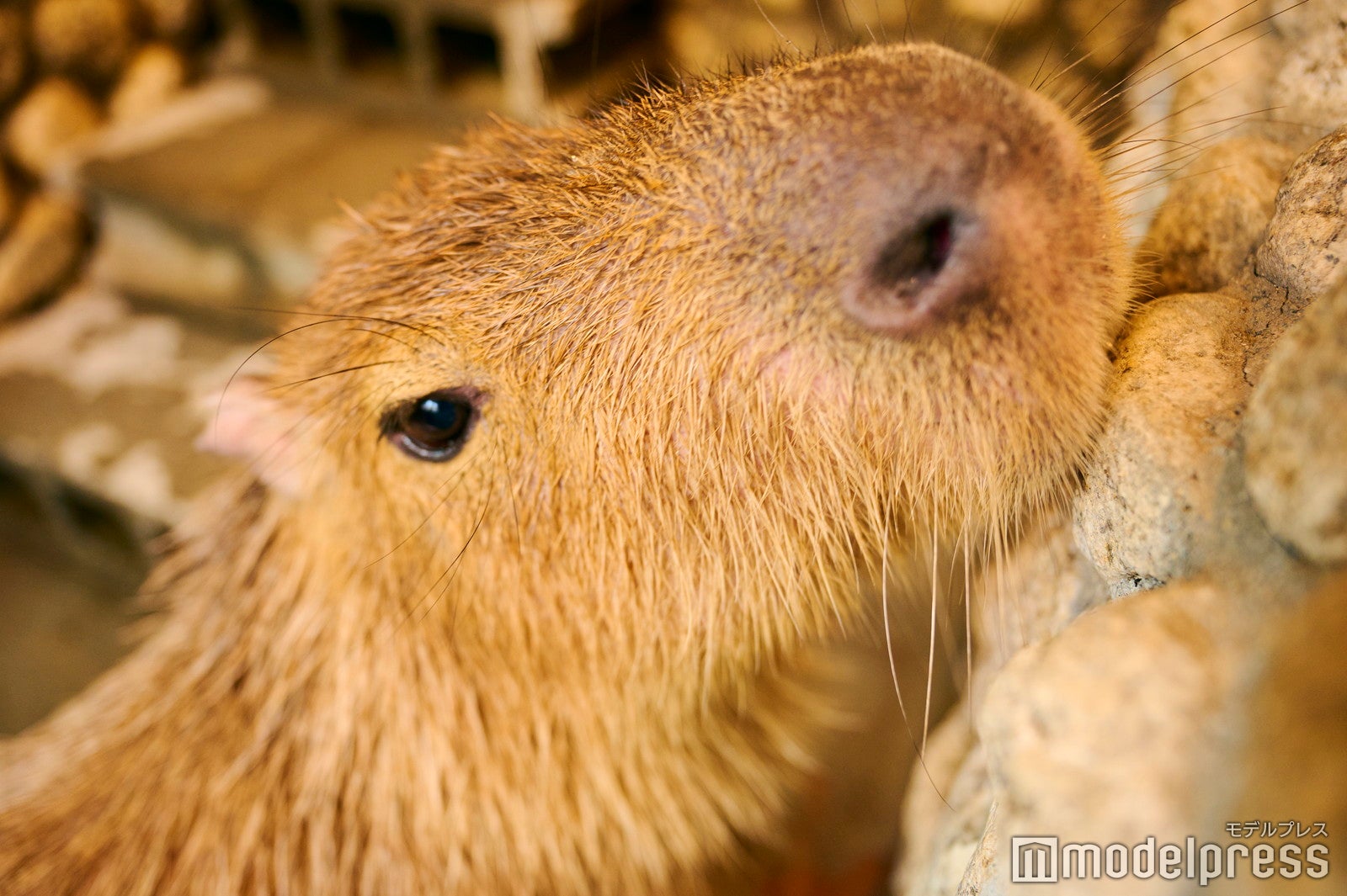 カピバラの“わかな”（C）モデルプレス