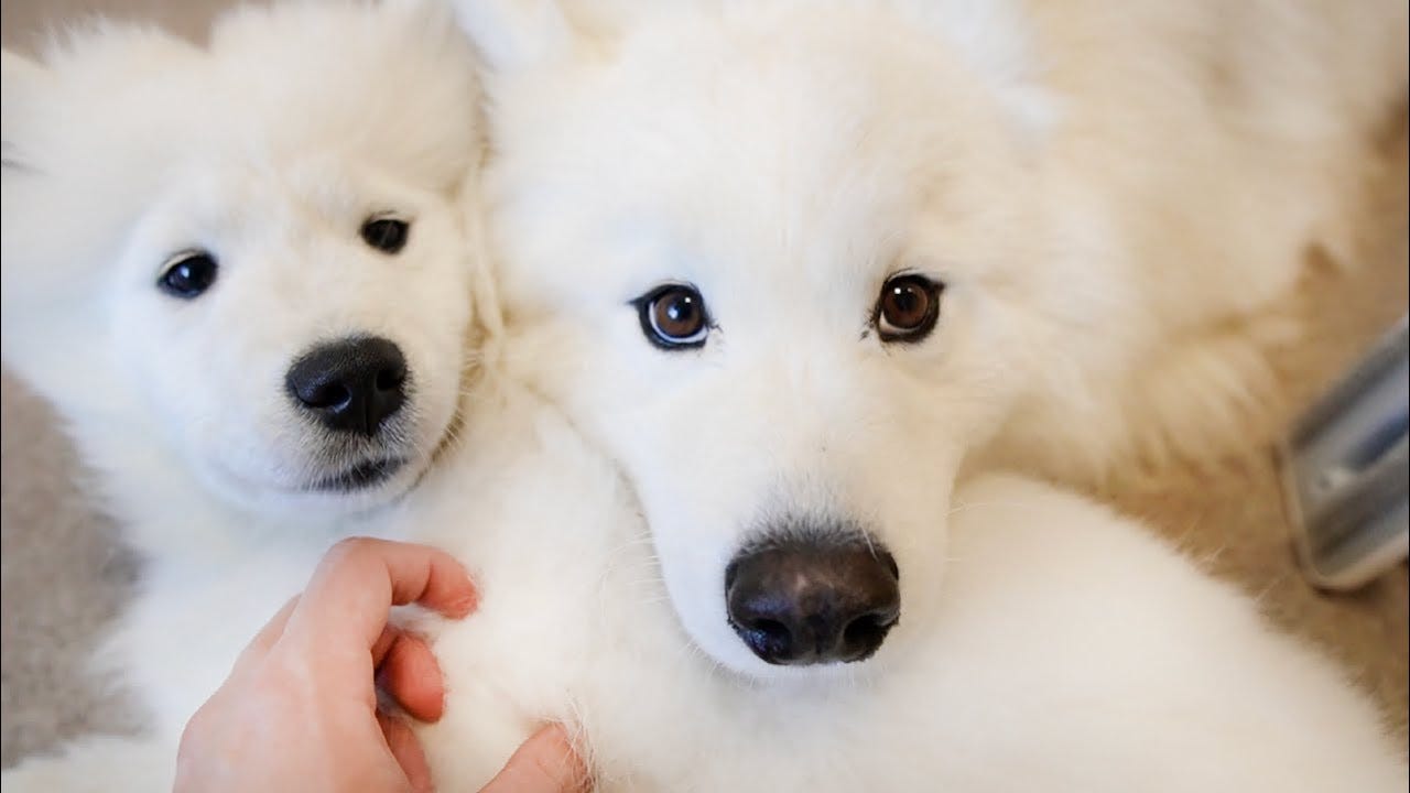 子犬ばかりを触っていると嫉妬した先住犬のサモエドが尊すぎる！