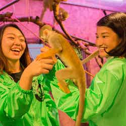 可愛いリスザルと遊べるレストランバーが東京にオープン/画像提供:アニマルズ