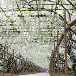 ふじのはな物語/画像提供:足利フラワーリゾート