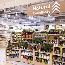 大創産業、カナダに初出店 国内は新業態「ナチュラルコーディネート」