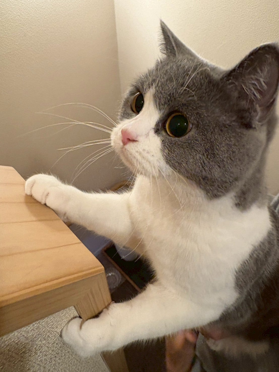 るあ「Club蓮 錦糸町」の愛猫（提供素材）