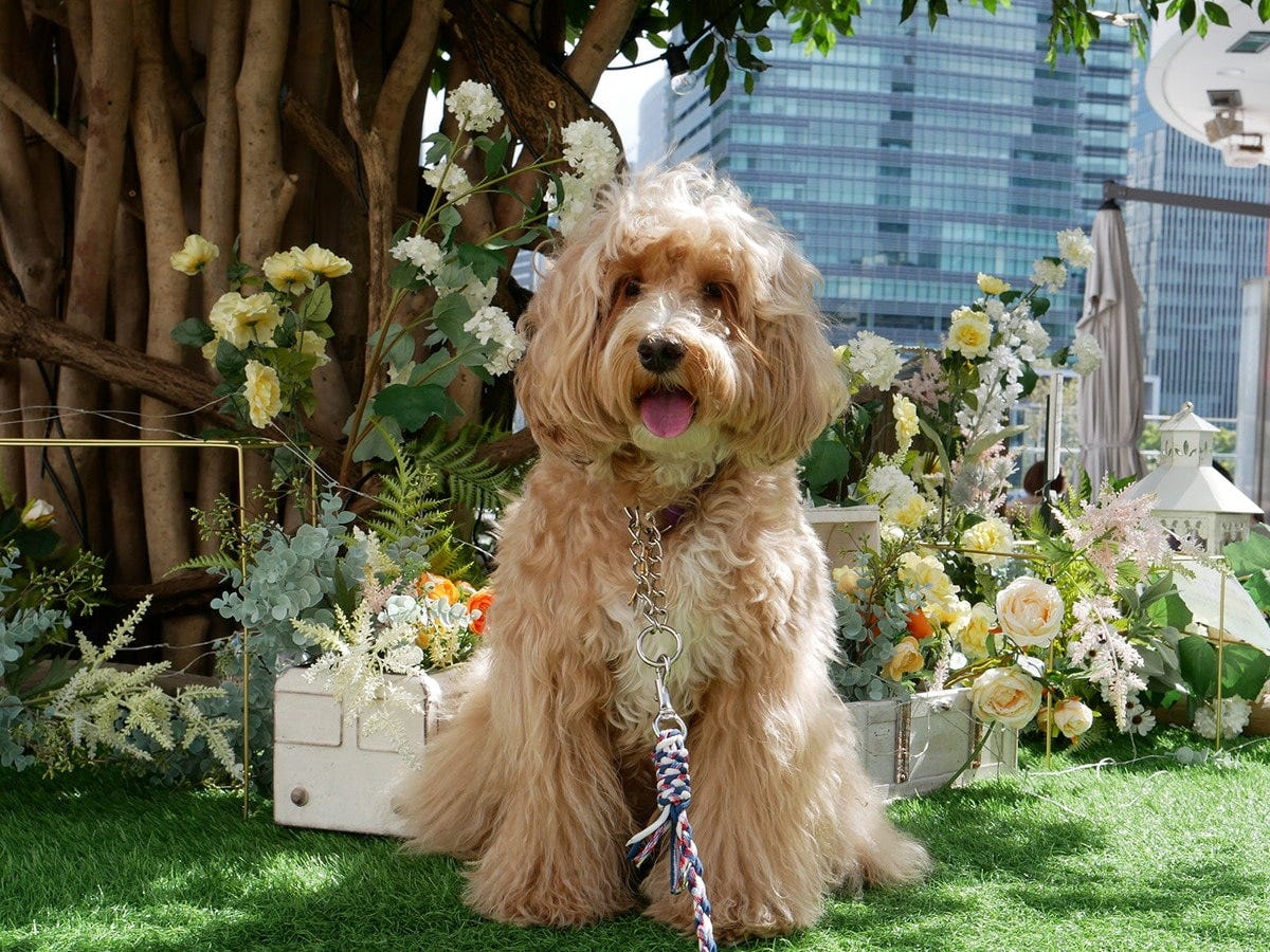 テラス席やフォトスポット（4月30日まで）では愛犬と一緒に楽しむ方が多く見られました