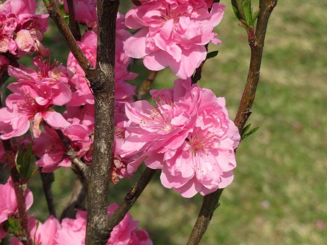 馬見丘陵公園