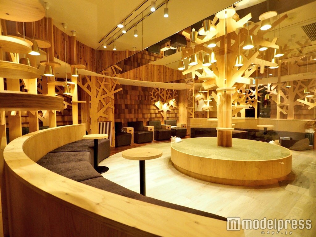 猫カフェMoCHA池袋店店内／画像提供：モカ
