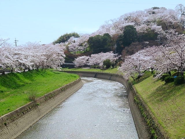 【絶景】地元の人しか知らない？奈良「桜の穴場スポット」