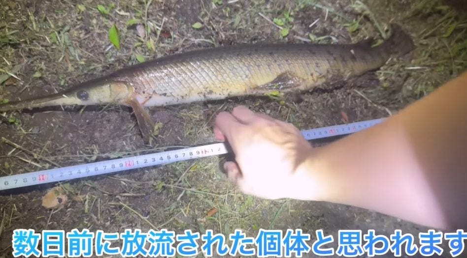 あらかわが夜の用水路でガサガサ！アリゲーターガーは捕獲できるのか！？