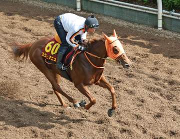 桜花賞馬スターアニスがスプリンターズSへ オークス内容を踏まえて適距離にシフト 過去の桜花賞馬ニシノフラワーやグランアレグリアもV