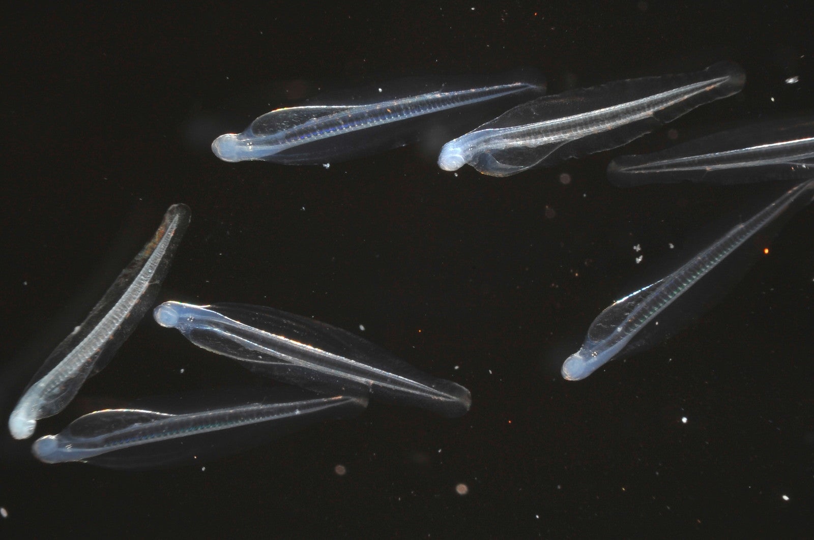 カタクチイワシ(孵化仔魚)（提供画像）