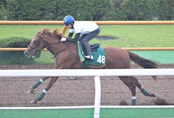 【新馬戦】サルトヴェローチェ 軽快な動き披露 黒野助手も好感触「気性は素直でパワーもある」