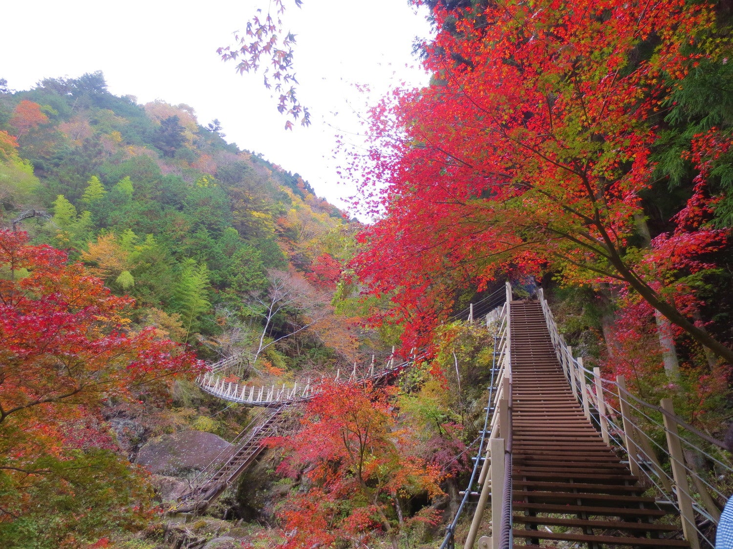 竜仙橋（紅葉）（提供画像）