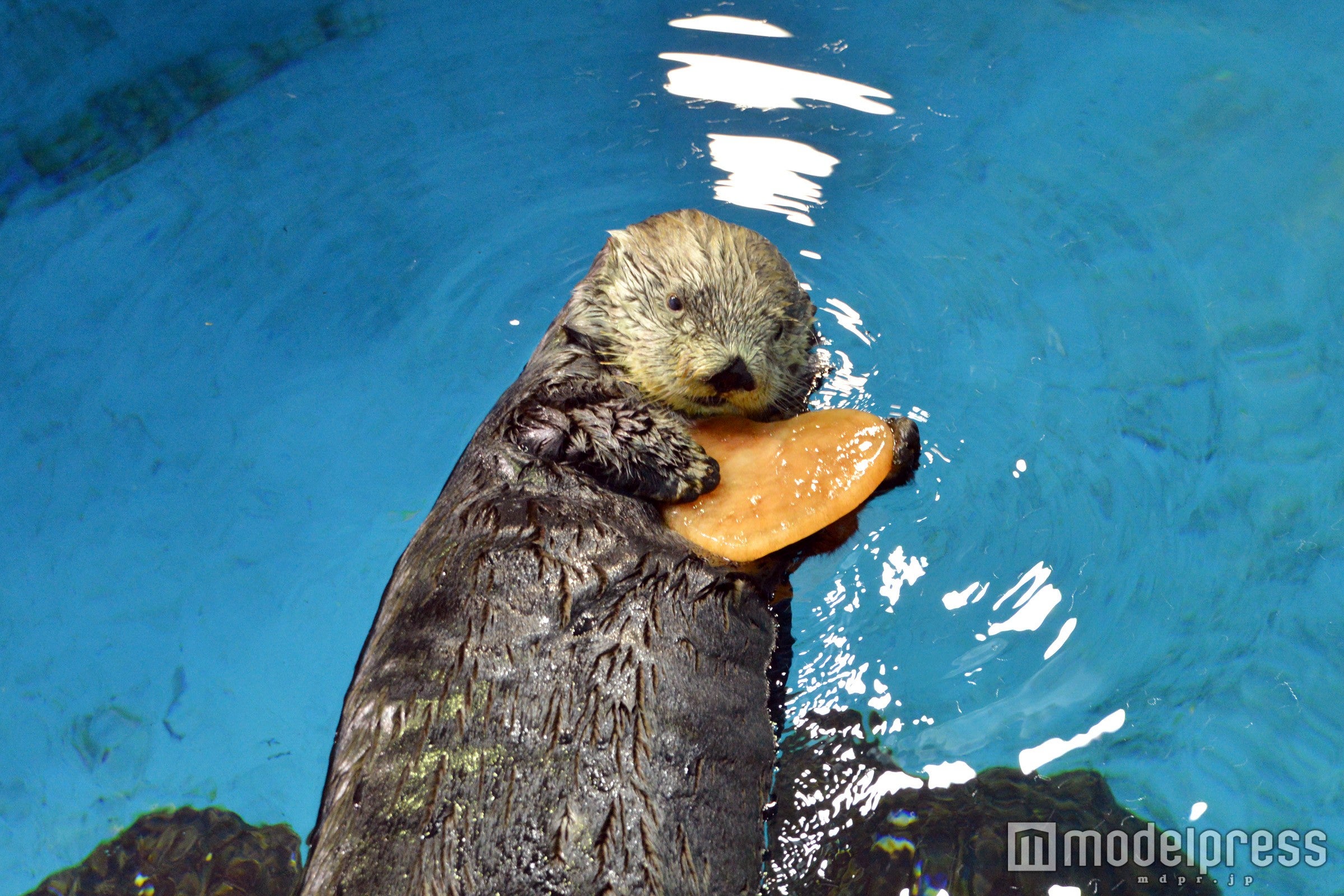 ラッコのバレンタイン／画像提供：横浜・八景島