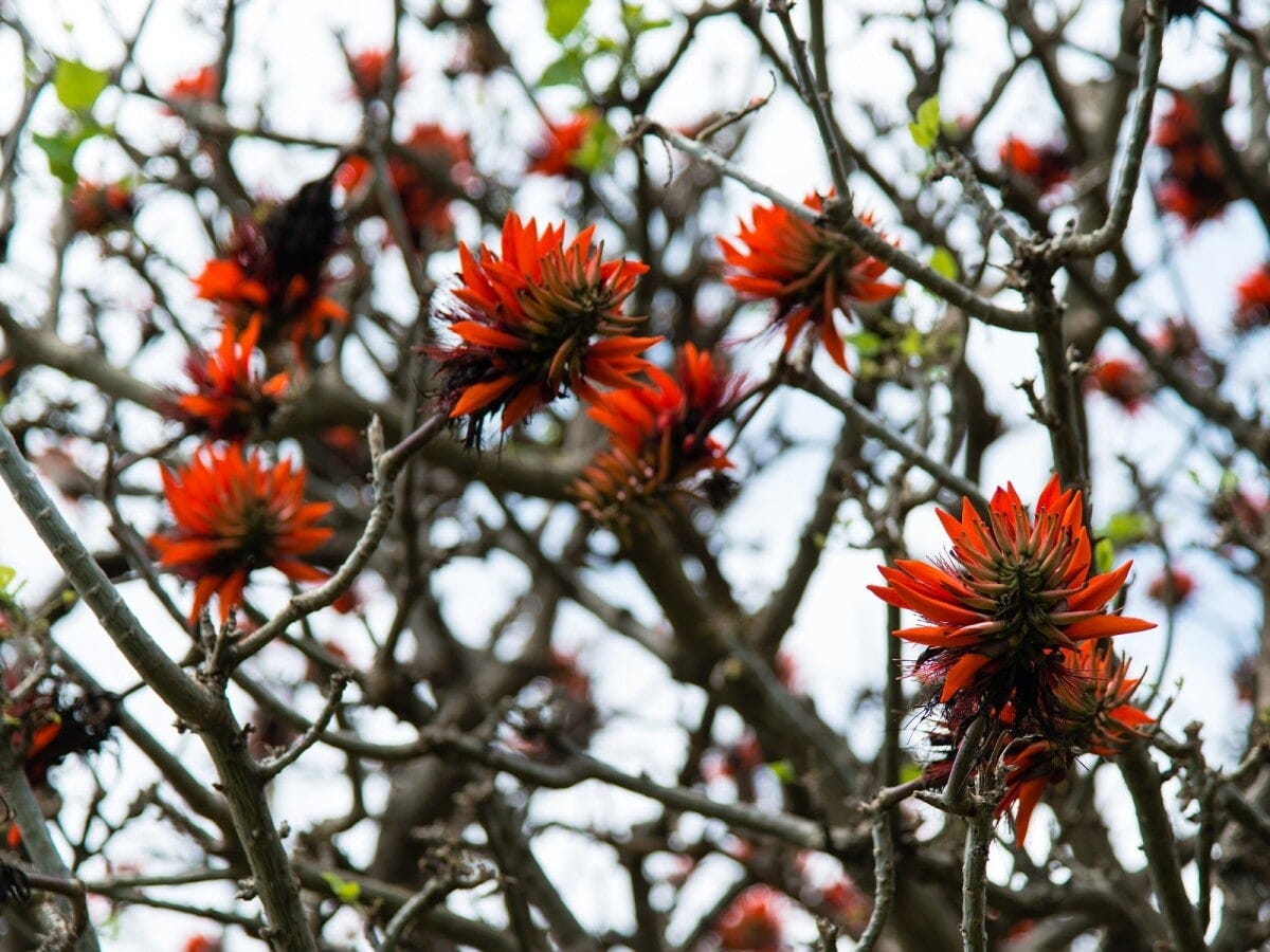 台風とデイゴの関係とは？ きれいに咲いたら後が大変？ （C）OCVB