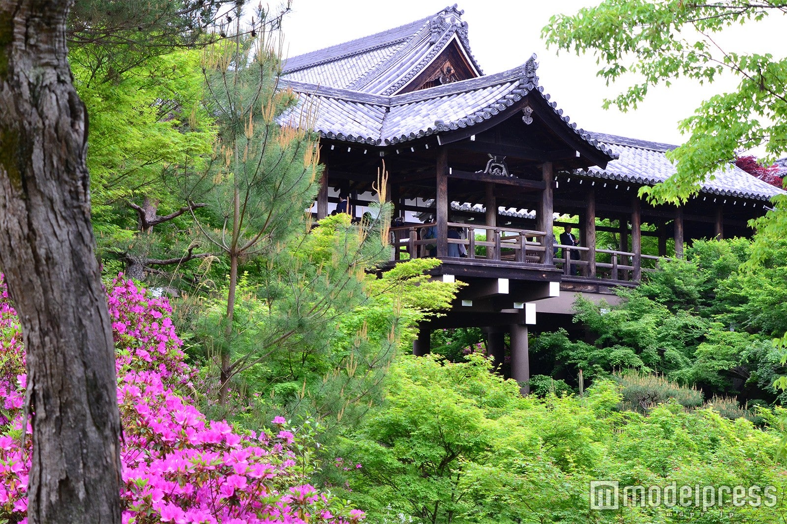 東福寺（C）モデルプレス