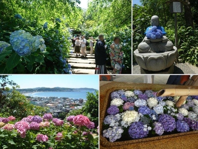 鎌倉のあじさい （明月院：2018年、長谷寺：2007年、鶴岡八幡宮：2021年撮影）