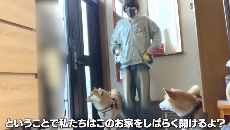 登録者160万人の和風総本家、愛犬との別居を決断「毛が抜け始めて」工事騒音の深刻な影響