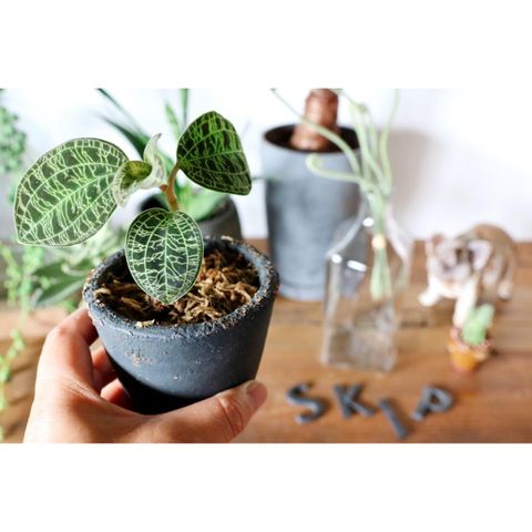 おしゃれで小さめの観葉植物を飾りませんか インテリアとしても なおすすめをご提案 モデルプレス おしゃれで小さめの観葉植物を飾りませんか インテリアとしても なおすすめをご提案 モデルプレス