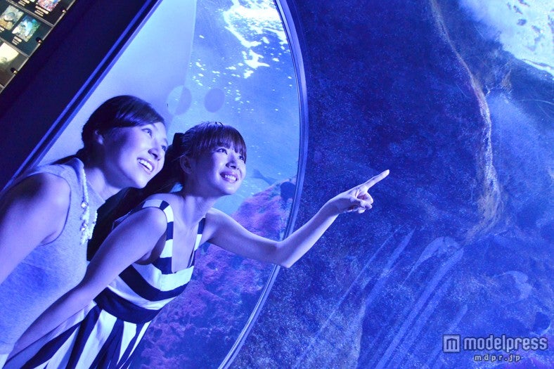 ロマンティックな深海の世界を体験、江ノ島の「ナイトアクアリウム」