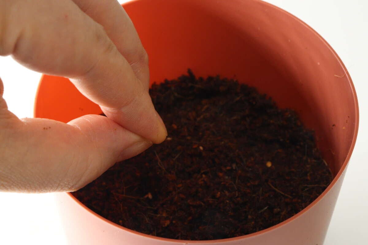 ダイソー　農薬不使用ナチュラル栽培セット