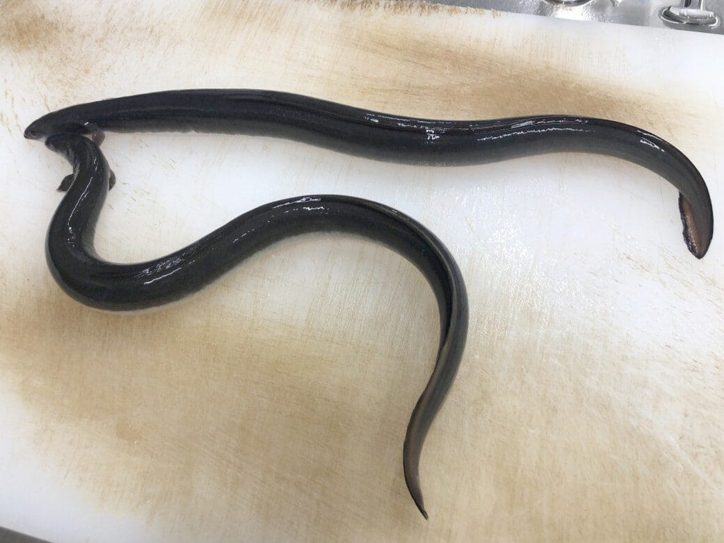 生きた状態の「活鰻（かつまん）」　※筆者撮影