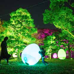 自立しつつも呼応する生命と呼応する木々/画像提供:チームラボ