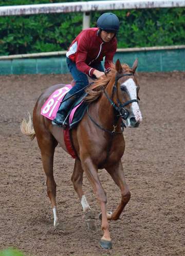 【新馬戦】サンティエリュール 良血“優等生”に注目 全兄に重賞馬オーソリティ