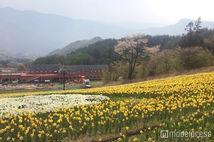 画像4 4 北関東最大級の水仙園が満開に 100万株の黄色の花絨毯をライトアップ モデルプレス
