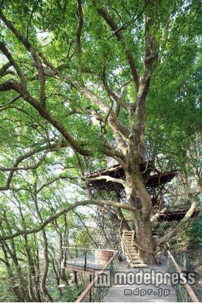 大人から子どもまで楽しめる、森の秘密基地