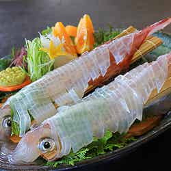 呼子名物イカ/提供:唐津市