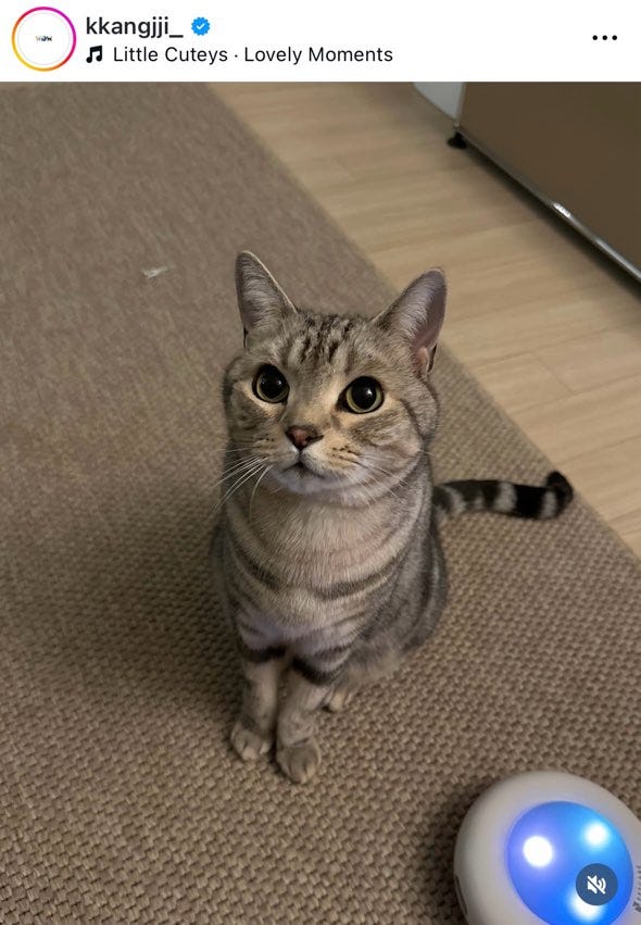 知英Instagramより