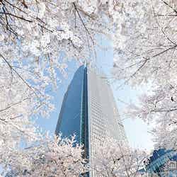 都会のまん中で春の到来を祝うイベント「Midtown Blossom 2015」が開催【モデルプレス】