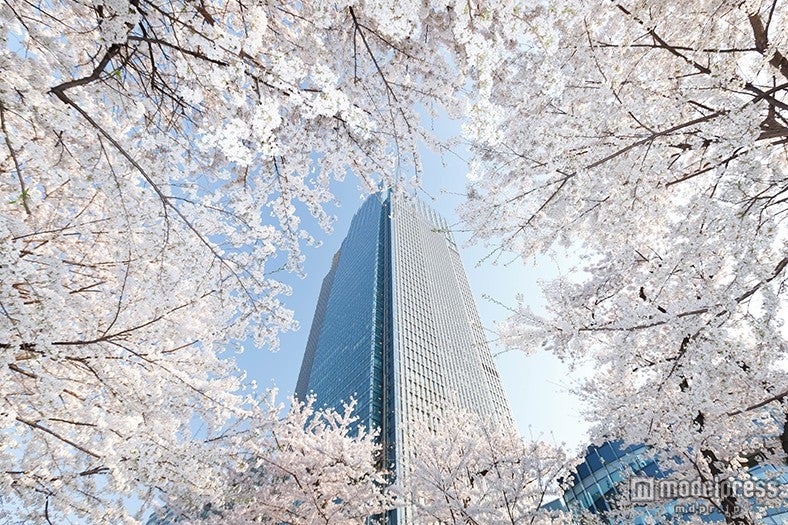 都会のまん中で春の到来を祝うイベント「Midtown Blossom 2015」が開催【モデルプレス】