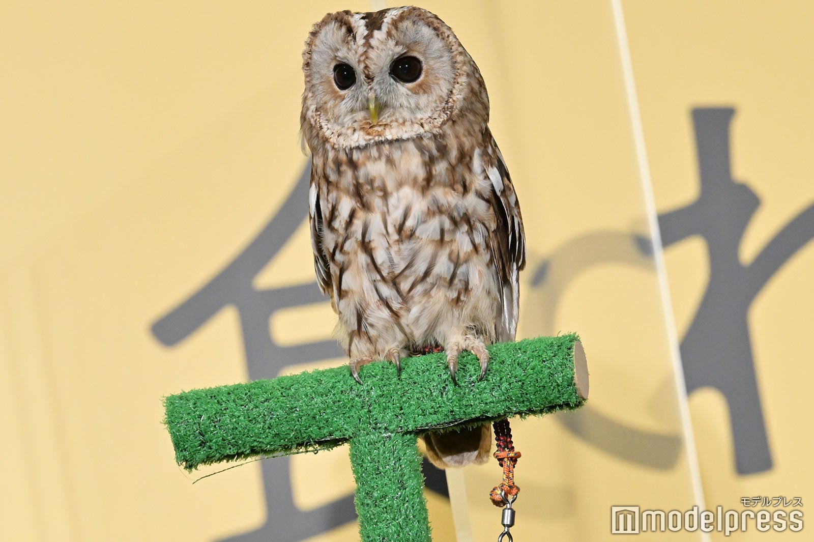 マルちゃん （C）モデルプレス