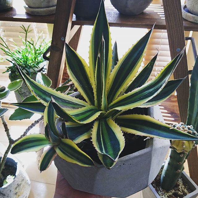 風水にもインテリアにも な多肉植物 玄関やリビングにおすすめの品種をご紹介 モデルプレス 風水にもインテリアにも な多肉植物 玄関やリビングにおすすめの品種をご紹介 モデルプレス