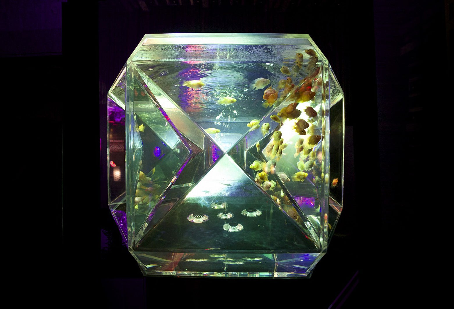 パラドックスリウム／画像提供：アートアクアリウム実行委員会