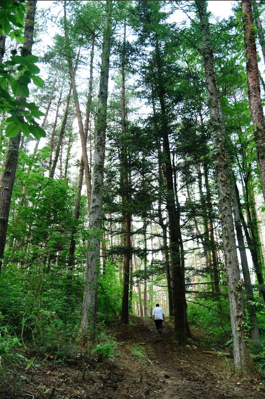 FOLKWOOD VILLAGE 八ヶ岳／画像提供：トランジットジェネラルオフィス