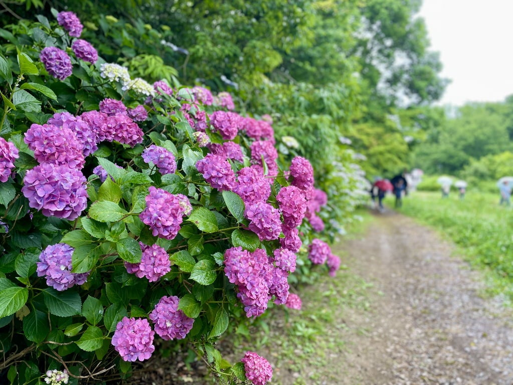 【奈良】爽やかな4,000株のアジサイ♡ 「にぎわいマルシェ in馬見花菖蒲」が開催！