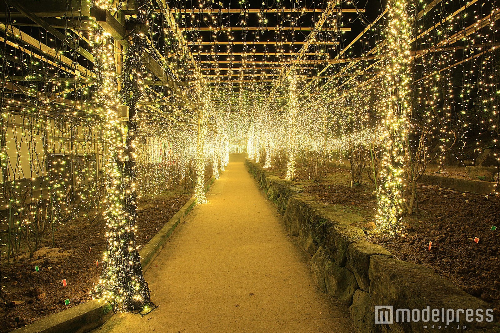 黄金トンネル／画像提供：日本庭園 由志園
