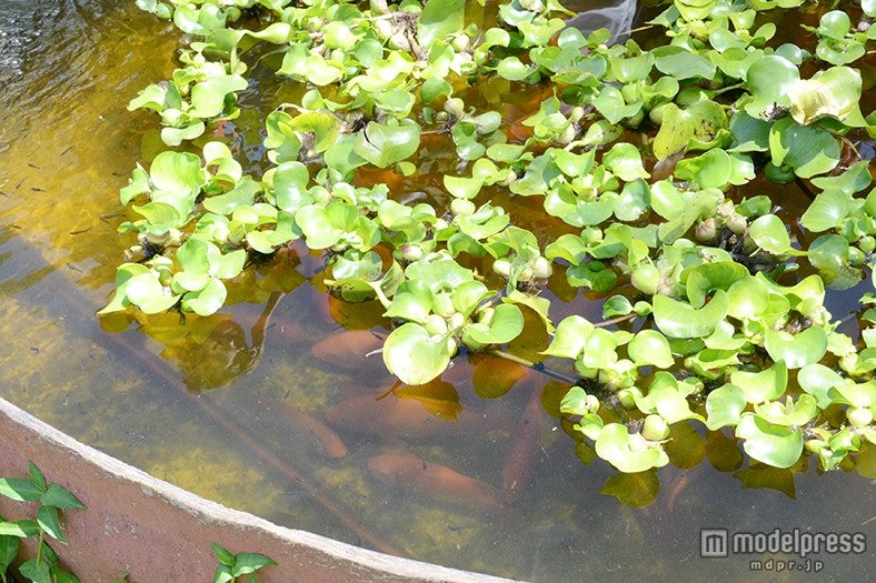 カフマナ・オーガニック・ファーム